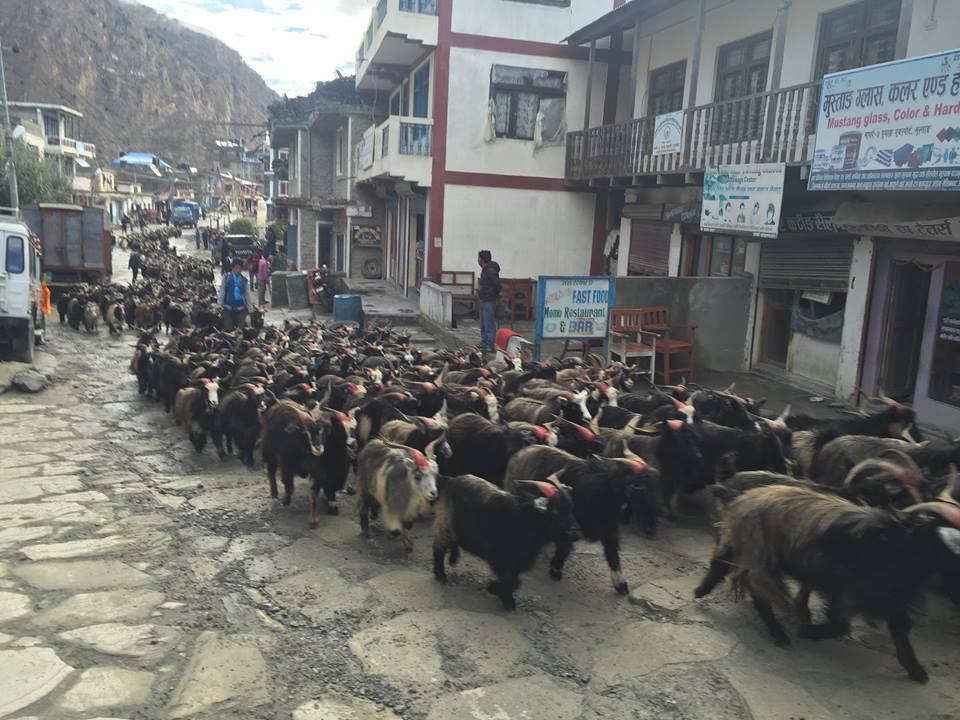 दशैंमा ३ हजार च्याङ्ग्रा र खसीबोका  काठमाडाैं भित्रिदैं