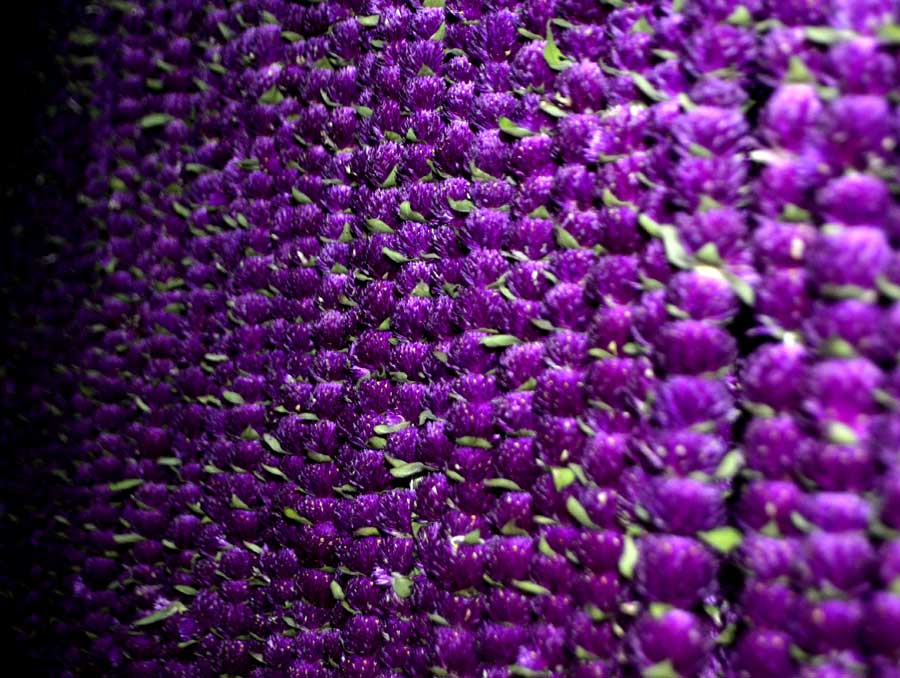 भाईटिकामा लगाईने मखमली फुलको माला तयार गर्न भक्तपुरका किसानलाई चटारो ( फाेटाे फिचर )