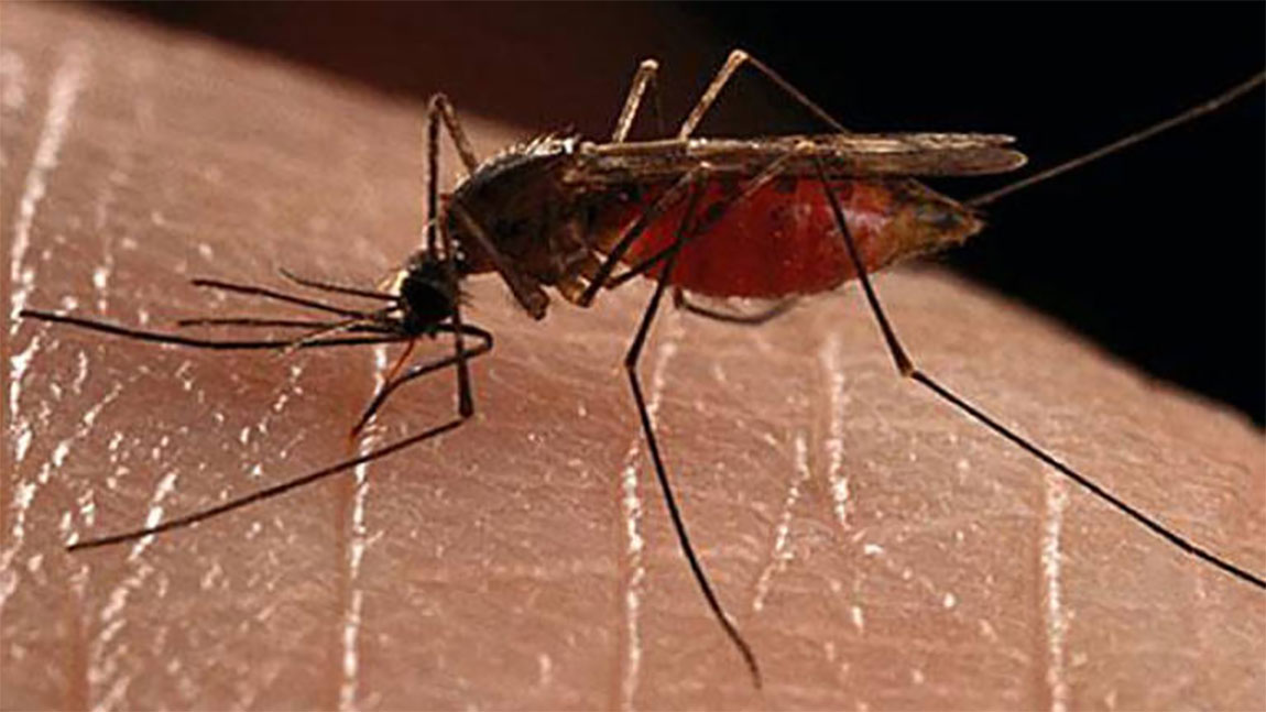 नेपालमा डेंगु संक्रमितको सङ्ख्या ५० हजार नाघ्यो