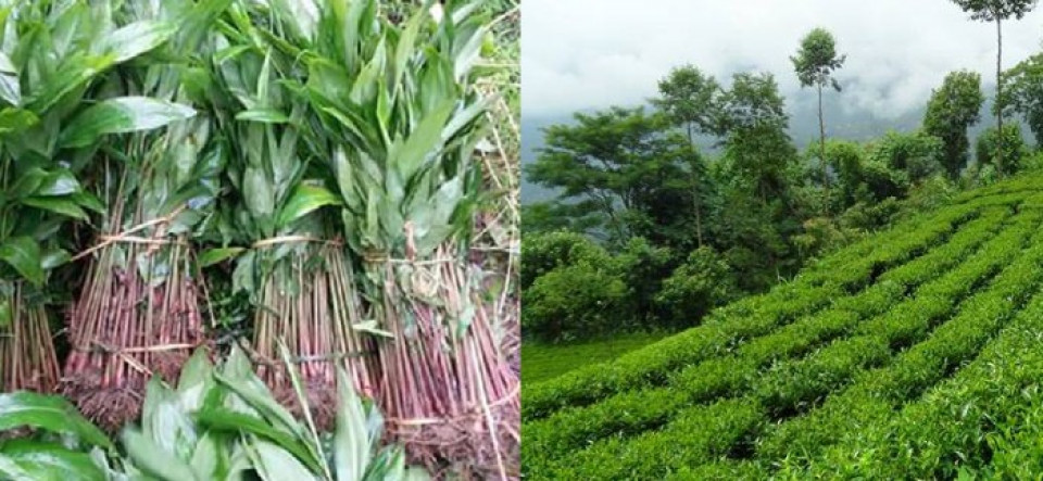 चिया र अलैँची अनुसन्धान केन्द्रको काम अघि बढ्यो