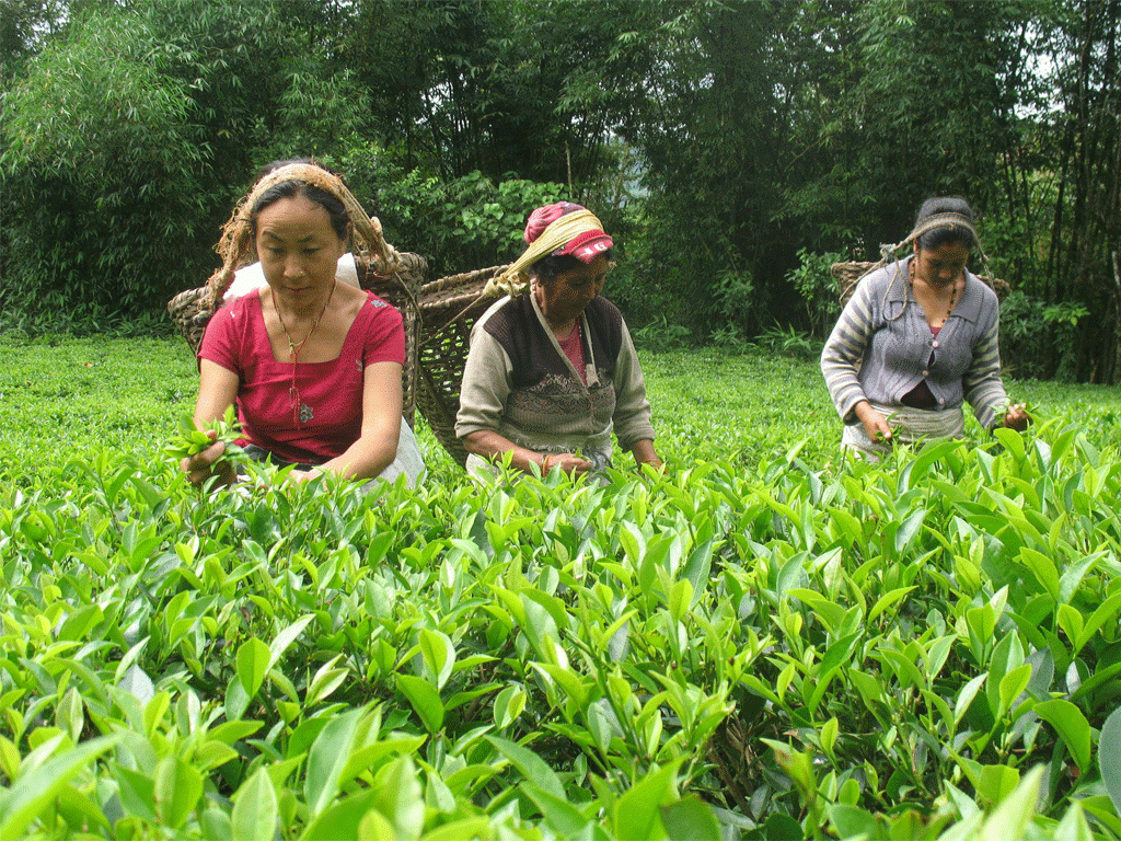 चायपत्ति निर्यात ६९ प्रतिशतसँ बढ़ल