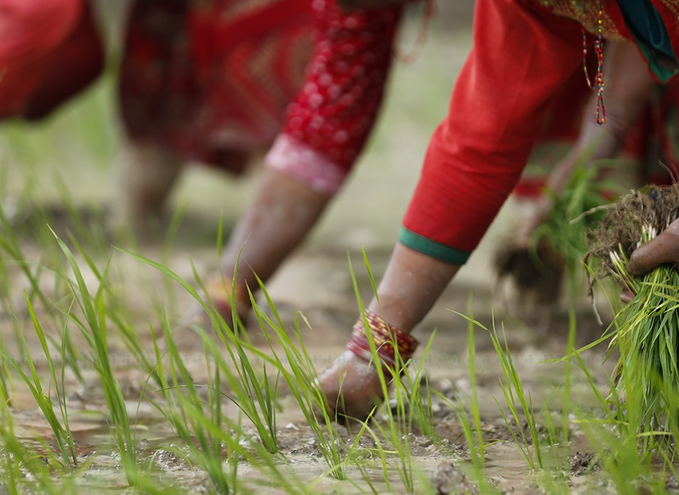 आज धान दिवस