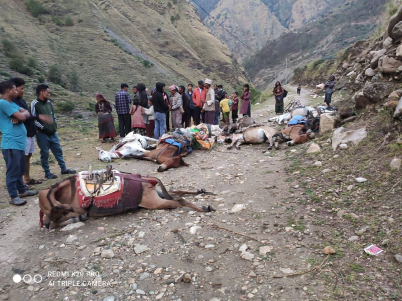 मुगुमा ट्रान्समिटरबाट विद्युत चुहावट हुँदा करेन्ट लागेर १० खच्चर मरे